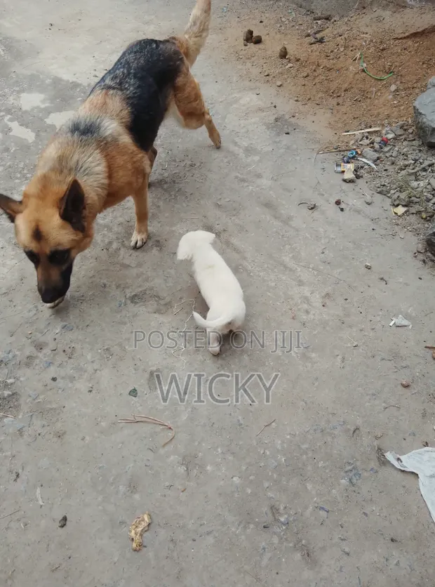 1-3 Month Male Mixed Breed German Shepherd - 1