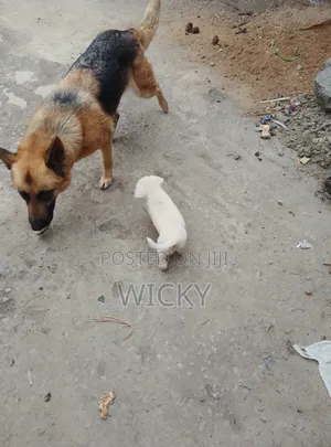 1-3 Month Male Mixed Breed German Shepherd