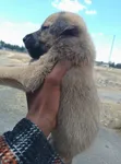 1-3 Month Male Mixed Breed German Shepherd - 2