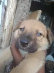 1-3 Month Male Mixed Breed German Shepherd - 4