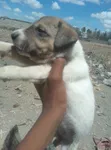 1-3 Month Male Mixed Breed German Shepherd - 5