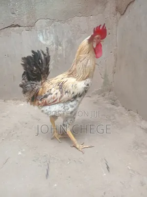Jogoo wa Kienyeji