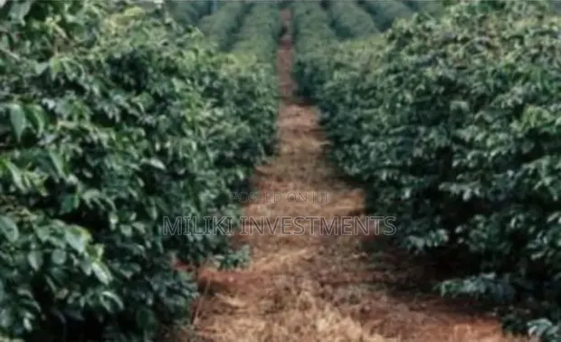 1 Acre Fruit Farm for Sale - Ithanga, Murang'a - 1
