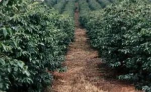 Eka 1 ya Shamba la Matunda Linaouzwa - Ithanga, Murang'a