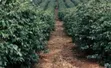 Eka 1 ya Shamba la Matunda Linaouzwa - Ithanga, Murang'a - 1