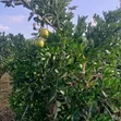 Eka 1 ya Shamba la Matunda Linaouzwa - Ithanga, Murang'a - 2