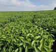 Eka 1 ya Shamba la Matunda Linaouzwa - Ithanga, Murang'a - 3