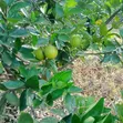 Eka 1 ya Shamba la Matunda Linaouzwa - Ithanga, Murang'a - 4