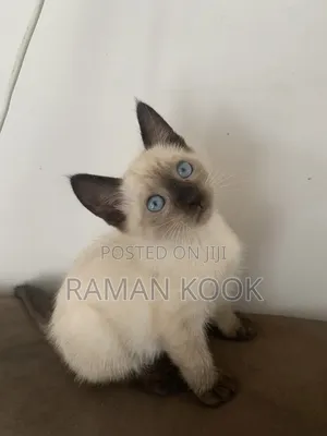 1-3 Month Old Female Purebred Siamese Kitten