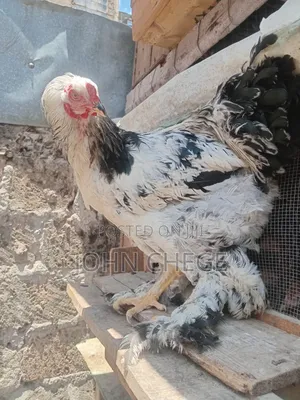 Matajiri wa Brahma Safi