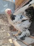 Pure Brahma Cocks - 1