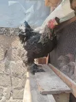 Pure Brahma Cocks - 2