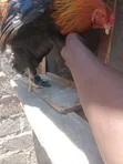 Pure Brahma Cocks - 3