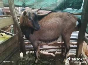 Gemen Alpine Goats - Male