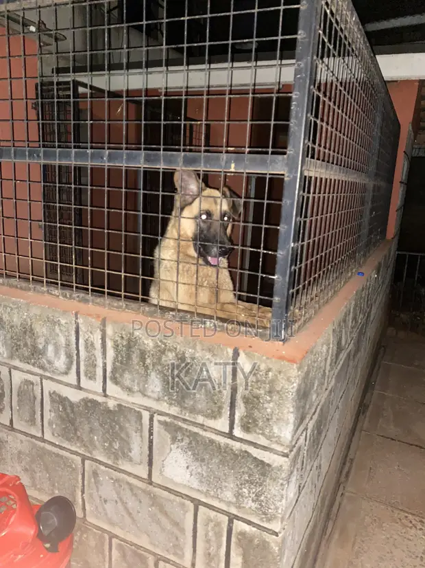 Purebred German Shepherd - Female, 1+ Year Old - 1