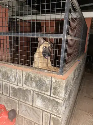 German Shepherd Safi wa Kike - Mzima zaidi ya Mwaka 1