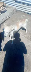 Mbwa Mchanganyiko wa Kiume - Zaidi ya Mwaka Mmoja - 2