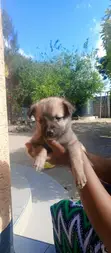 Vichwa vya Mbwa wa Mchanganyiko (0-1 Mwezi) - 4
