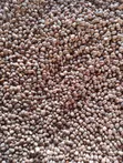Maharagwe Ya Brown-Speckled Makavu - 1