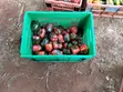Hoho za Rangi Daraja la 1 Mpya - 2