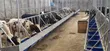 Dairy Manager Job - Olengeruone - 1