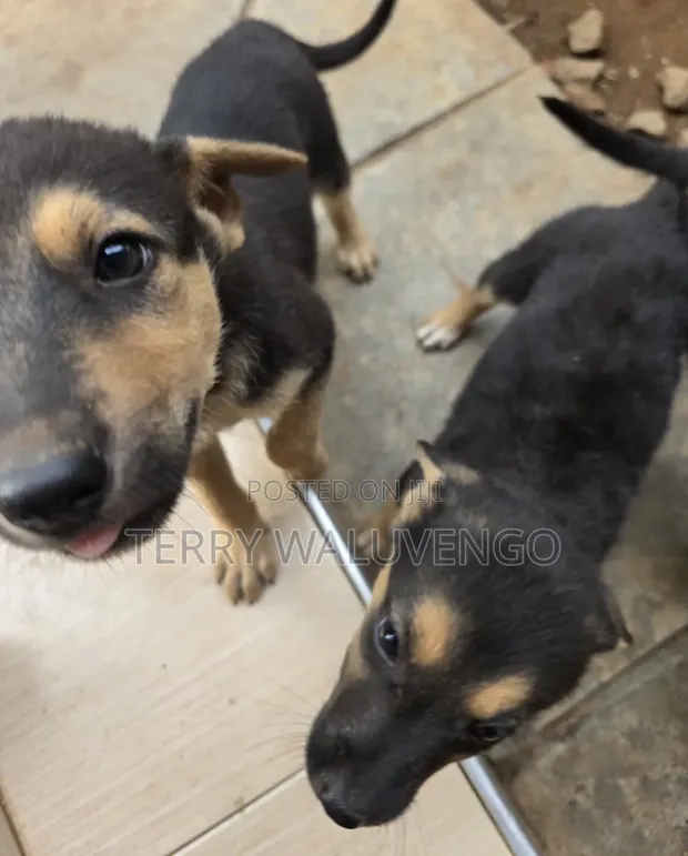 3-6 Month Female German Shepherd Mix - 1