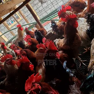 Matajiri wa Kienyeji wa Madhumuni Mawili