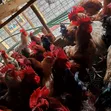 Kienyeji Dual-Purpose Roosters - 1