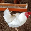 Kienyeji Dual-Purpose Roosters - 2