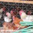 Kienyeji Dual-Purpose Roosters - 3