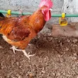 Kienyeji Dual-Purpose Roosters - 4