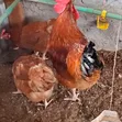 Kienyeji Dual-Purpose Roosters - 5