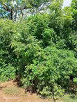 Tiwi South Coast Kwale - 11.5 Acres Prime Land - 5