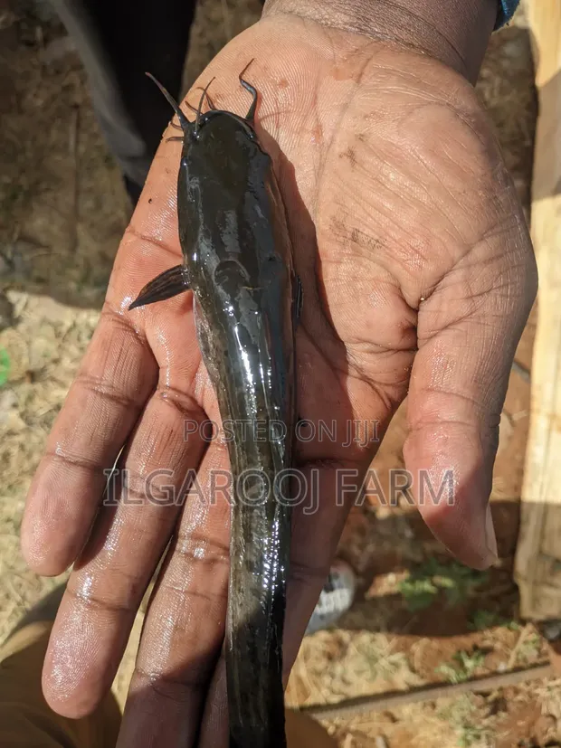 Quality Catfish Post-Juveniles - 1