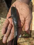 Quality Catfish Post-Juveniles - 1