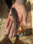 Quality Catfish Post-Juveniles - 2