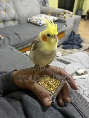 Friendly Cockatiels for Sale