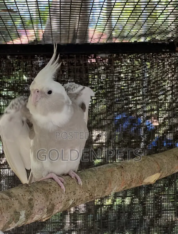 Cockatiel Pairs - 1