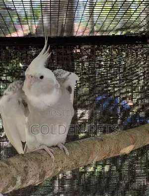 Cockatiel Pairs
