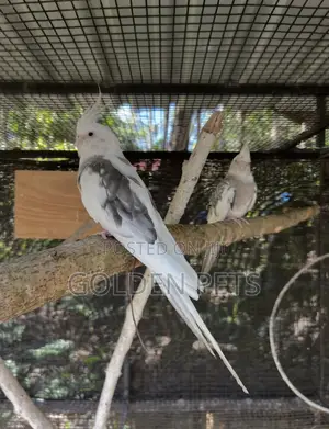 Healthy Female Cockatiel