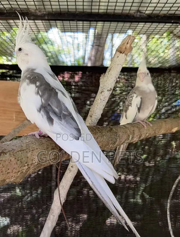 Healthy Male Cockatiel - 1