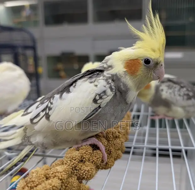 Cockatiel, Budgies, Lovebirds - 1