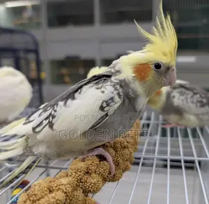 Cockatiel, Budgies, Lovebirds