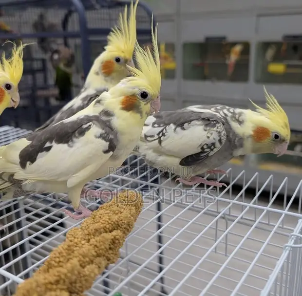 Cockatiels & Lovebirds - 1