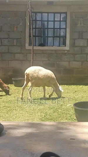 Kondoo wa Kike Wauzwa
