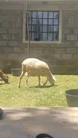 Kondoo wa Kike Wauzwa - 1