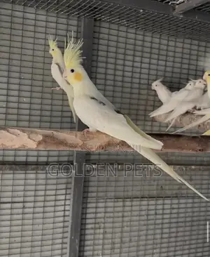 Male Cockatiel
