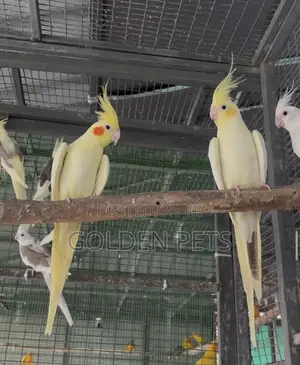Female Cockatiel