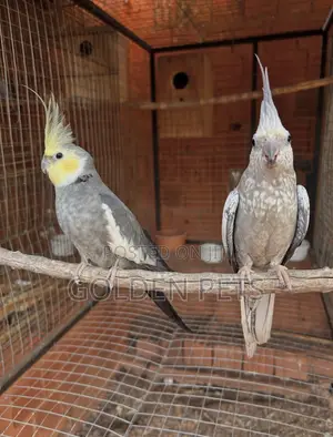 Breeding Pair Parrot