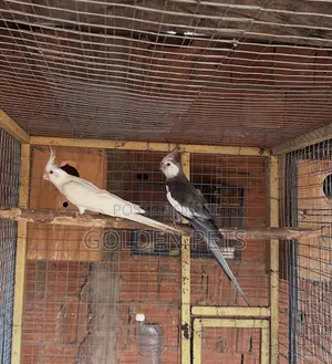 Bonded Breeding Pair Parrot
